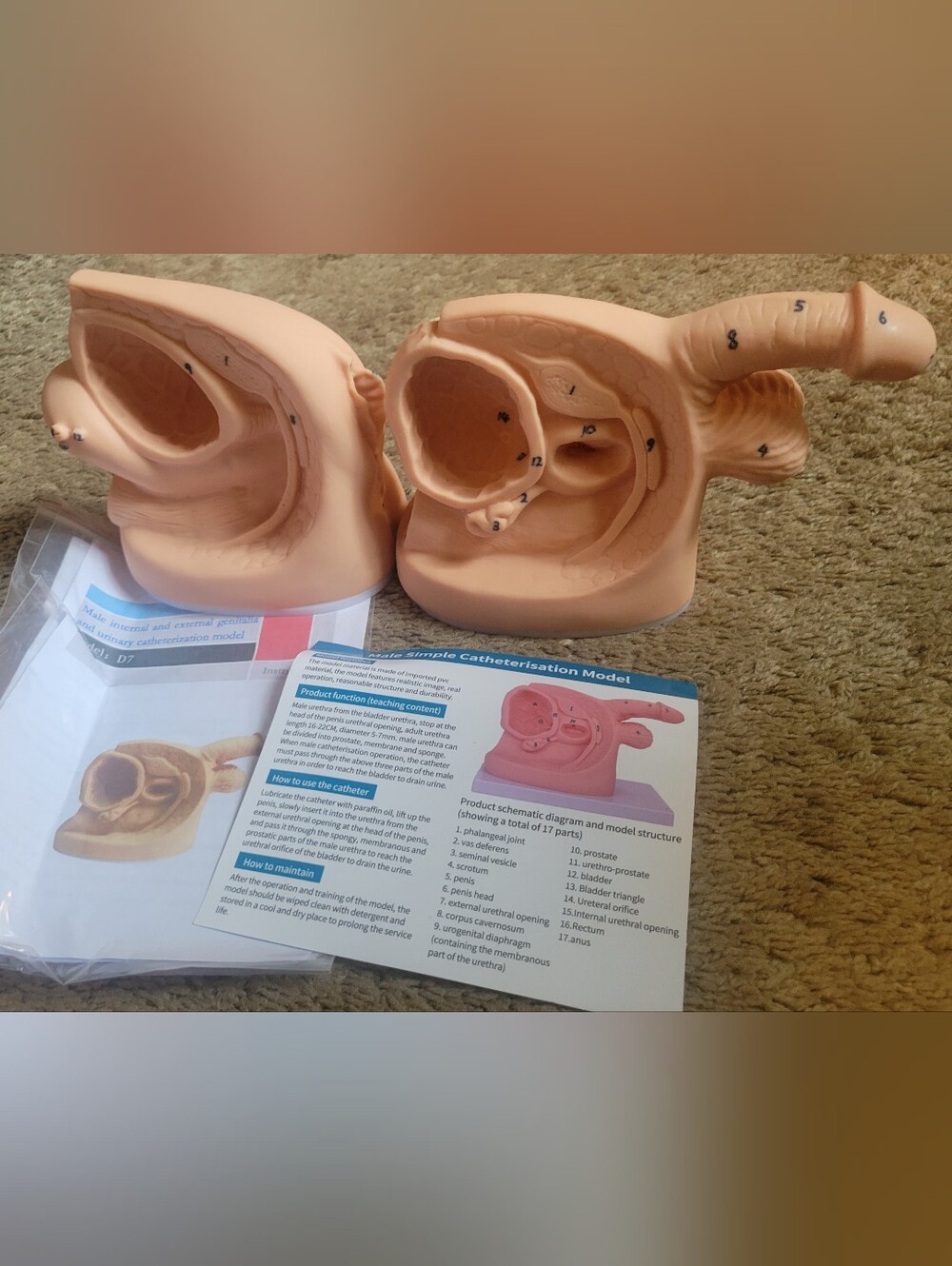 Male Simple Catheterisation Model